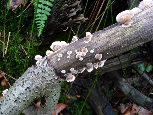 een jacobs schelpzwam?